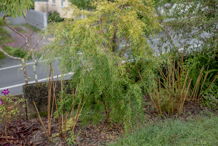 weeping tea tree