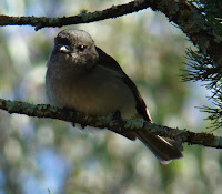 Bird Whistlers