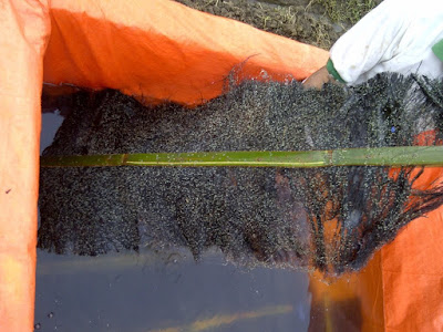 Cara terbaik pemijahan ikan lele di kolam terpal