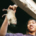 Kampung Tikus di Vietnam