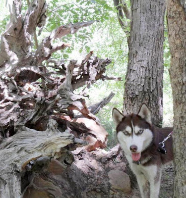 Sharing some of my favorite Dog Adventure photos on the Wordless Wednesday BLOG HOP every week!