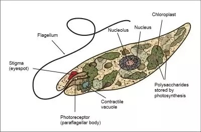 Euglena viridis