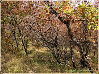 Nature of Forest Photo