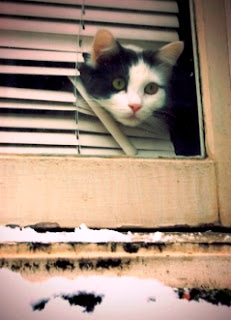 Separation Anxiety in Cats