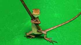 Funny animals of the week - 21 March 2014 (40 pics), funny animal pictures, tiny lizard hols a stick