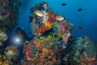 Taman Nasional Bunaken Bawah Laut