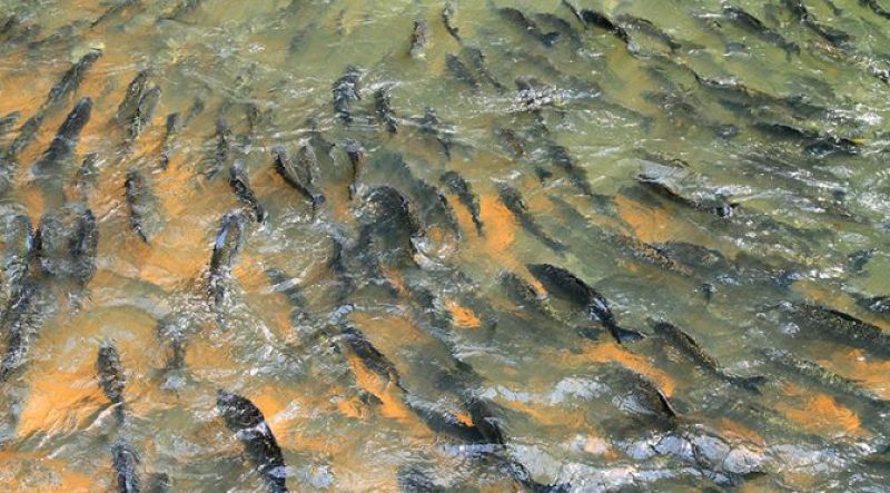 Piracema começa nesta quinta-feira (01) nos rios de Mato Grosso