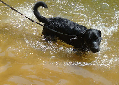 Picture of Rudy standing in the water