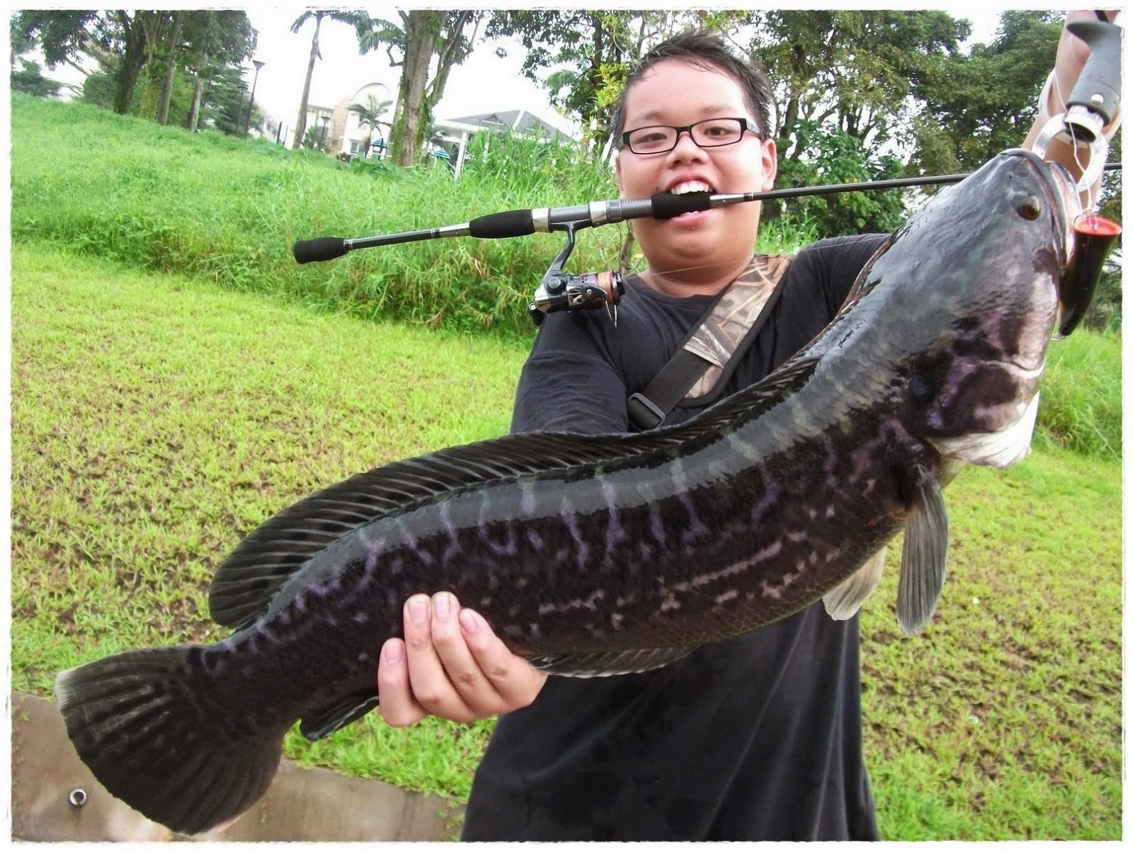 Cara Budidaya  Manfaat Dan Mancing Ikan  Gabus  Terbesar Di 