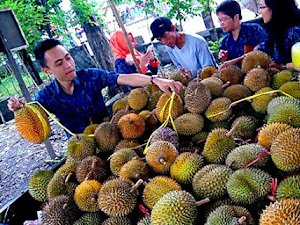 Cuma 60 Ribu, di Wisata Kebun Durian Lampung Selatan Kamu Bisa Makan Sepuasnya