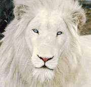 Thor (above) is the father of Nyanga, a white lion who killed a zookeeper in .