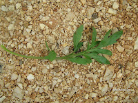 Παπαρούνα-Papaver rhoeas