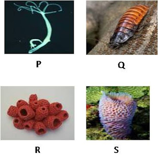 BIOLOGI GONZAGA NEWS UN SMP 2