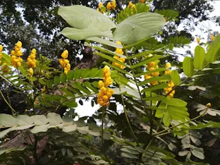 Empress candle plant