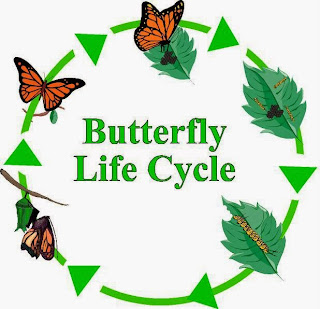 Life Cycle of a Butterfly