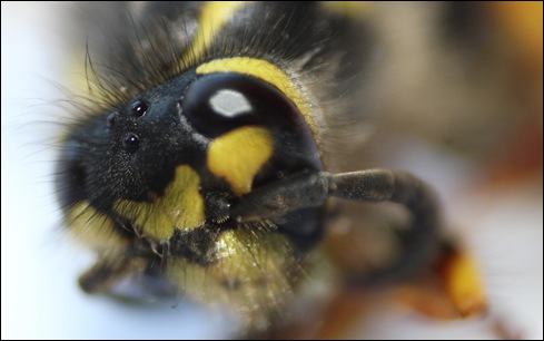 IMG_4509-wasp-close-up-eye