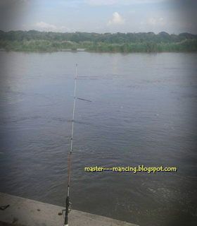 Cara mancing wader beles, di sungai