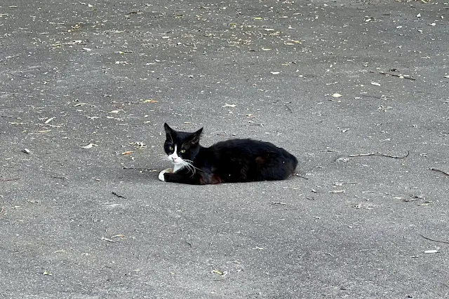 улица Милашенкова, дворы, кот