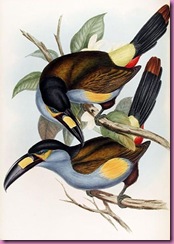425px-Andigena_laminirostris-Gould