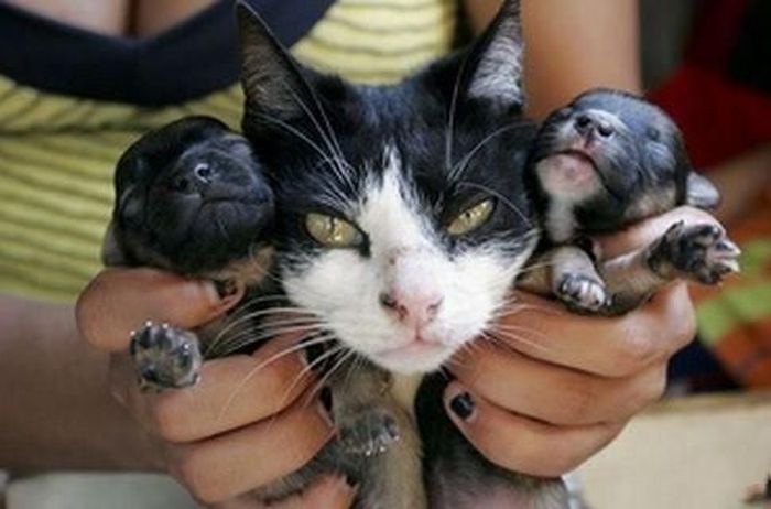 In Georgia cat gave birth to dog