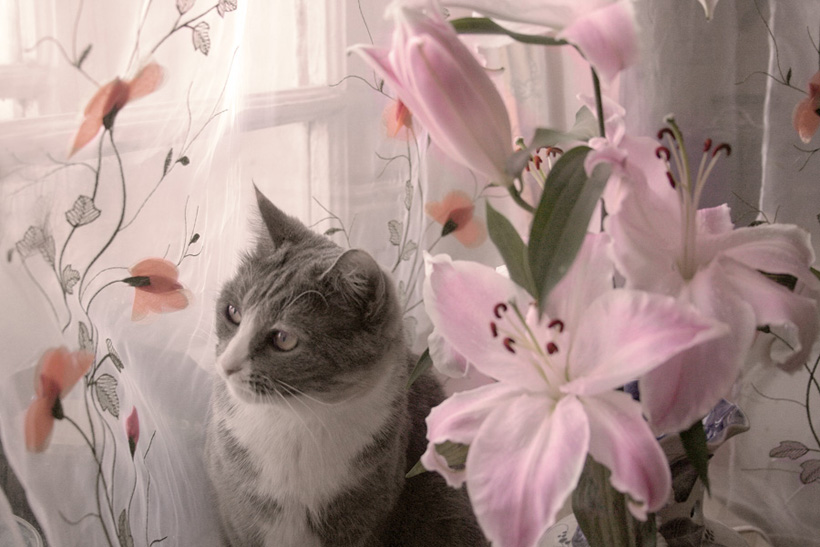 imagenes de gatitos con flores - Gatito En Flores Foto de archivo Imagen: 51634179