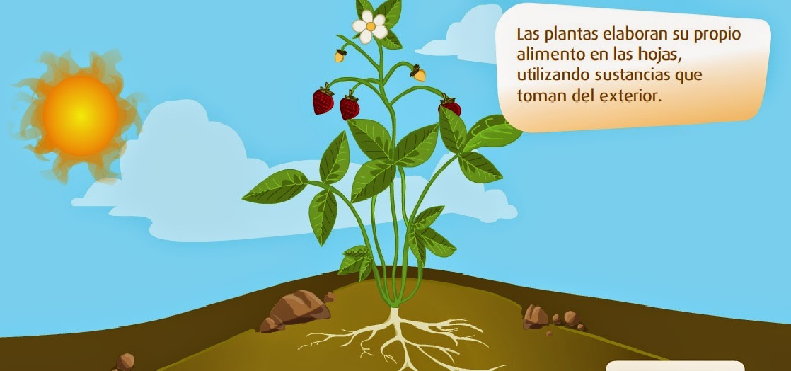 http://www.primaria.librosvivos.net/archivosCMS/3/3/16/usuarios/103294/9/cm3_u7_alimplantas/frame_prim.swf