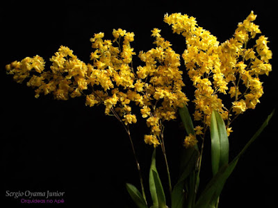 Orquídea Chuva de Ouro - Oncidium Twinkle 'Yellow Fantasy'