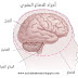 الفرق بين الذاكرة والدماغ