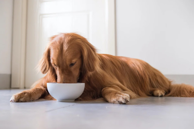 Can Dogs Have Chicken Broth? A Guide for Pet Owners
