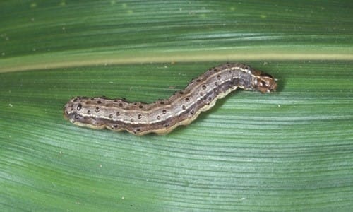 Επιβεβαιώθηκε η εμφάνιση του εντόμου Spodoptera frugiperda στη Λακωνία