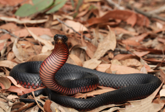 Model Terkini Mimpi Ular Hitam