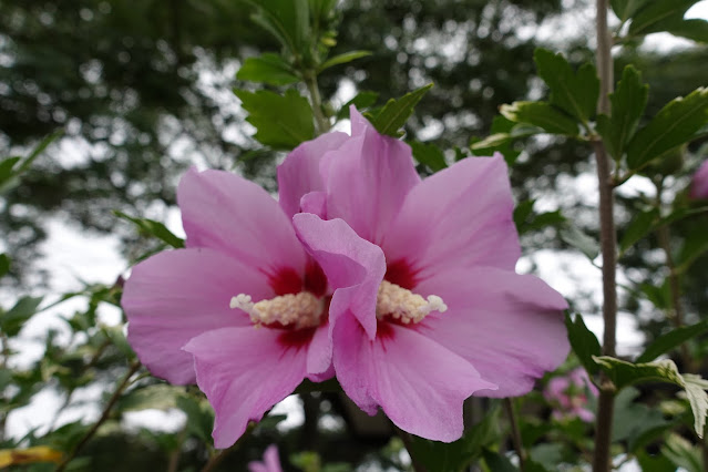 鳥取県米子市弓ヶ浜公園の槿（ムクゲ）