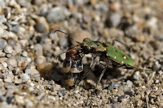 Para ampliar Cicindela maroccana hacer clic