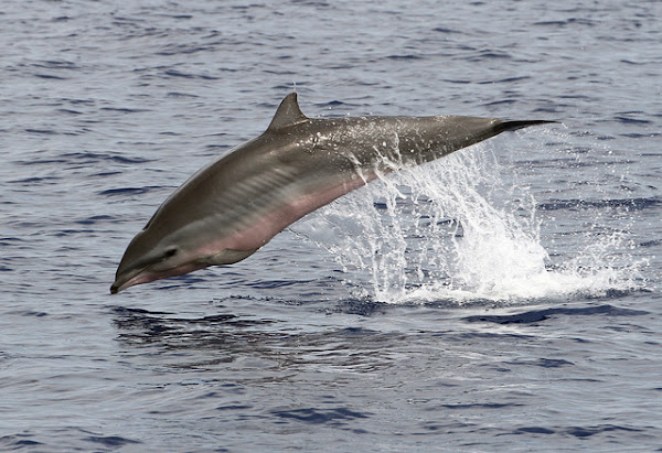 Fraser Dolphin
