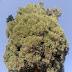 What is a Mediterranean Cypress Tree? What is a scientific name of Mediterranean Cypress Tree? What is a uses of Mediterranean Cypress Tree? What is a size of Mediterranean Cypress Tree?