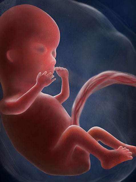 fetus at 12 weeks. if this Baby is anything