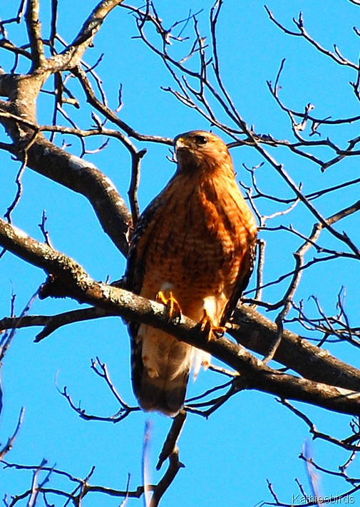 1. Red-shouldered Hawk CT-kab