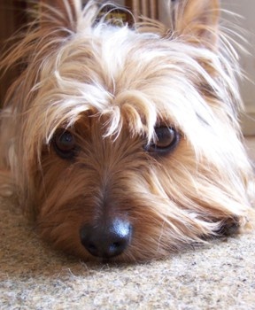 Everything about your Silky Terrier - LUV My dogs