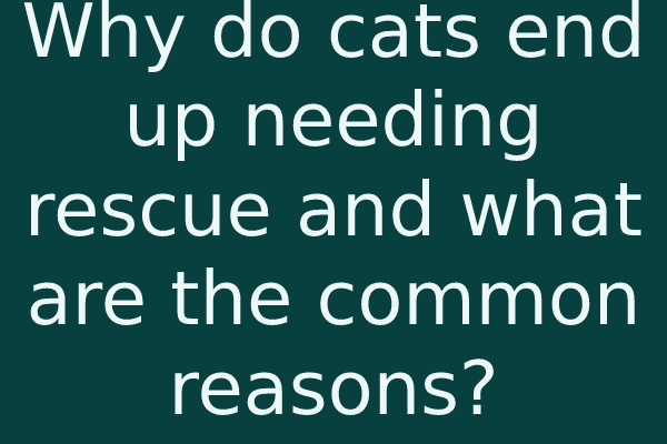 Why do cats end up needing rescue and what are the common reasons?