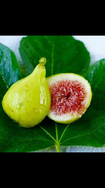 JH ADRIATIC Figs