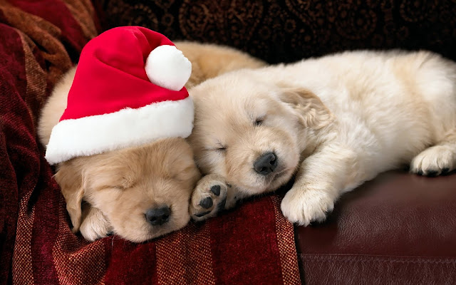 Free Download Christmas Pets HD Wallpapers  1280x800