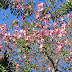 Chorisia speciosa / Floss Silk Tree