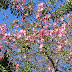 Chorisia speciosa / Floss Silk Tree