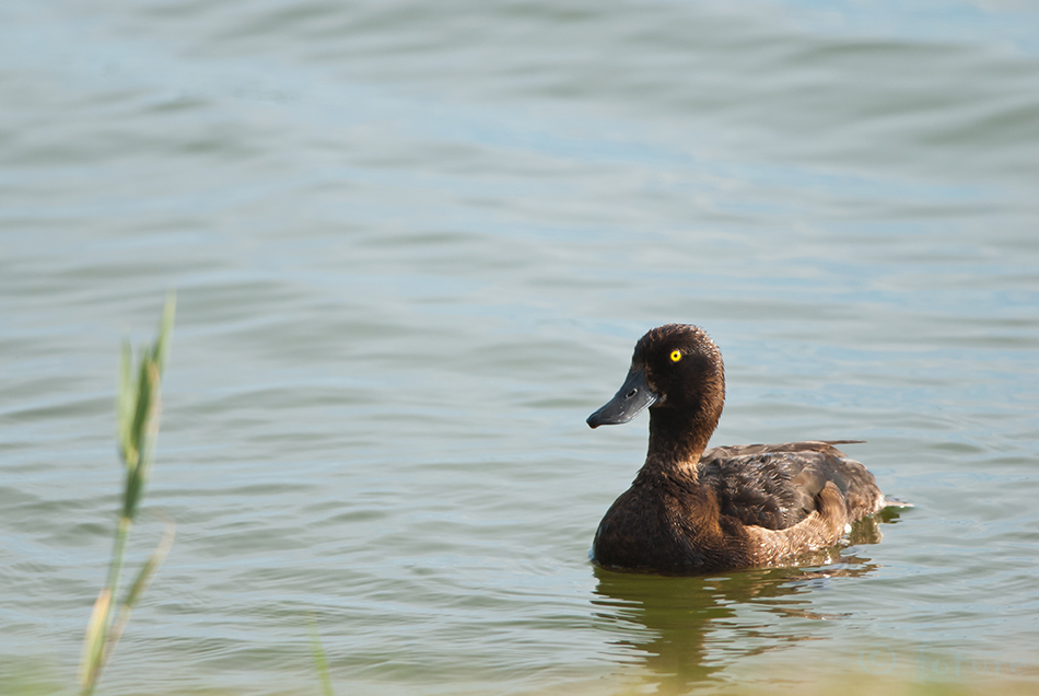 Tuttvart, Aythya fuligula, Tufted Duck, Pochard, vart