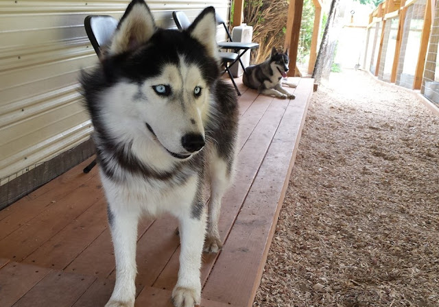 Arti Mimpi Dikejar Anjing Menurut Primbon Jawa