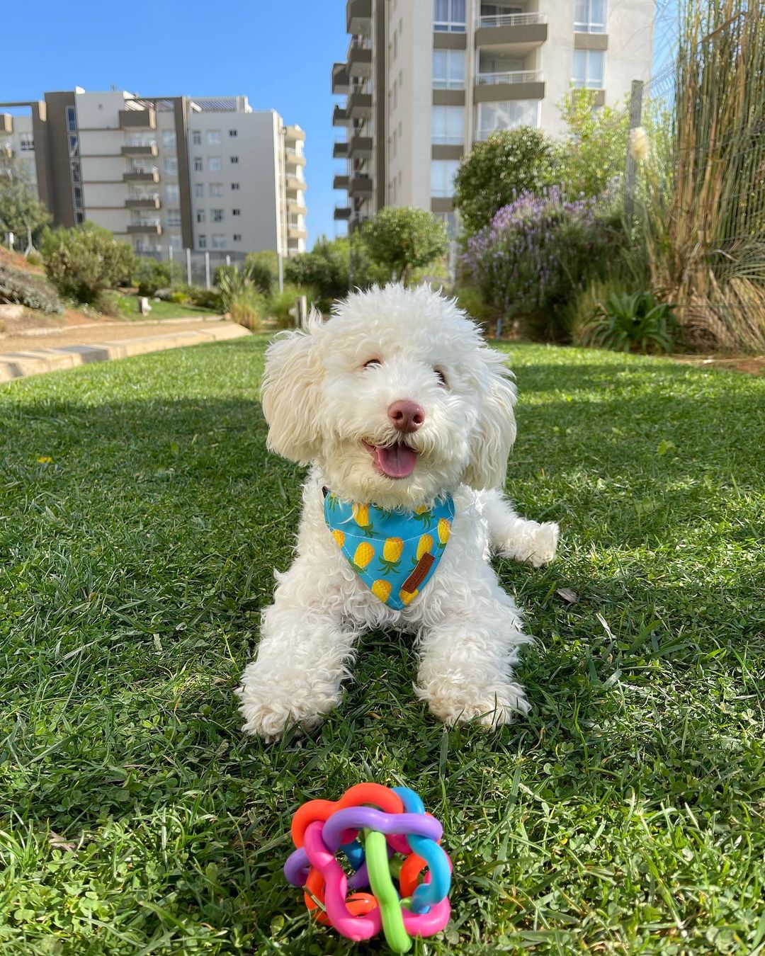 Lio the Albino Poodle