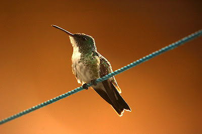 Hummingbird