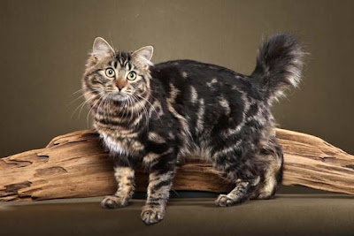 american bobtail longhair cat pictures kittens