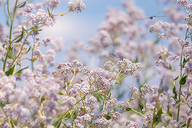 Nature, birds, ducks, bees, bugs, dragonflies, flowers, macro photography, flowers, ethereal, fluffy, 