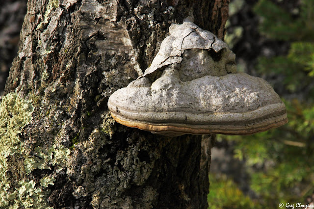 Amadouvier sur tronc de bouleau, Rocher Canon, Fontainebleau